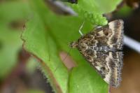 Pyrausta despicata