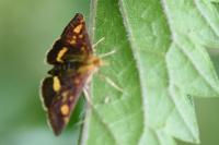 Pyrausta aurata