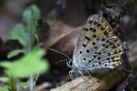 Lycaena tityrus