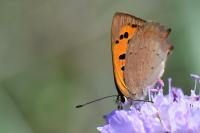 Lycaena phlaeas