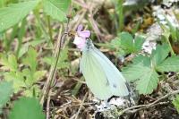 Pieris napi