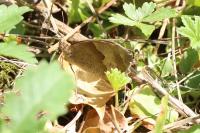 Maniola jurtina