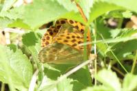 Argynnis paphia