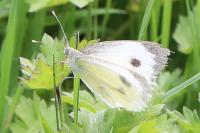 Pieris brassicae