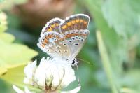 Aricia agestis