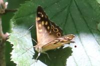 Pararge aegeria