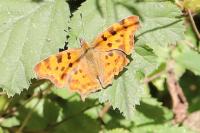 Polygonia c-album