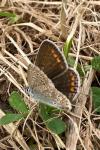 Polyommatus icarus