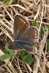 Polyommatus icarus