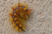Acronicta aceris