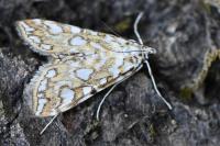 Elophila nymphaeata