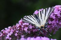 Iphiclides podalirius