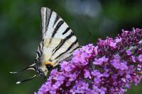 Iphiclides podalirius