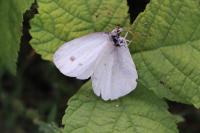 Pieris rapae