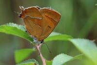 Thecla betulae