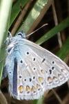 Polyommatus icarus