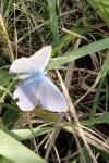 Polyommatus icarus
