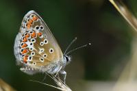 Aricia agestis