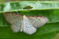Idaea humiliata