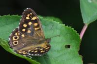 Pararge aegeria
