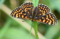 Melitaea athalia