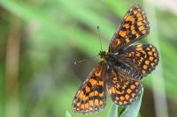 Melitaea athalia