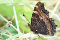 Nymphalis polychloros
