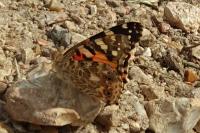 Vanessa cardui