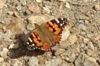 Vanessa cardui