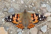 Vanessa cardui