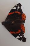 Vanessa atalanta