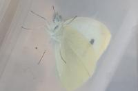 Pieris rapae