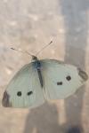 Pieris rapae