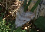 Aplocera