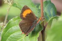 Thecla betulae