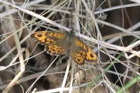 Lasiommata megera