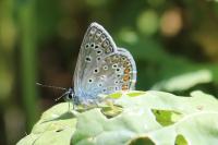 Polyommatus icarus