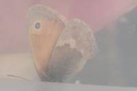 Coenonympha pamphilus