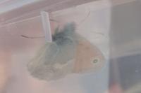 Coenonympha pamphilus