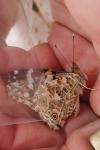 Vanessa cardui