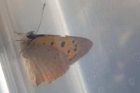 Lycaena phlaeas