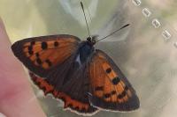 Lycaena phlaeas
