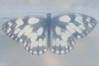 Melanargia galathea