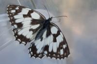 Melanargia galathea