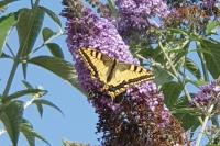 Papilio machaon