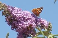 Vanessa cardui