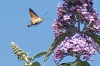 Macroglossum stellatarum