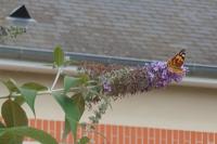 Vanessa cardui