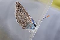 Polyommatus icarus