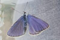 Polyommatus icarus